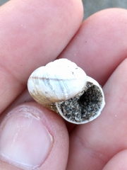 Helminthoglypta mailliardi