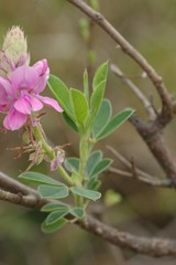 Indigofera elandsbergensis