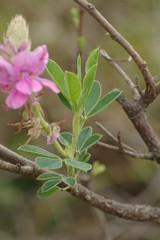 Indigofera elandsbergensis
