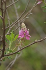 Indigofera elandsbergensis