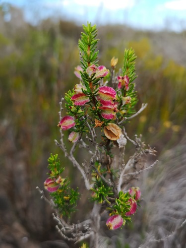 Cute Caperose (Cliffortia burgersii)