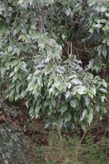 Trichocladus