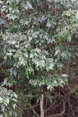 Trichocladus