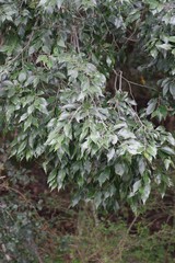 Trichocladus