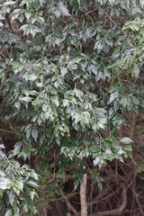 Trichocladus