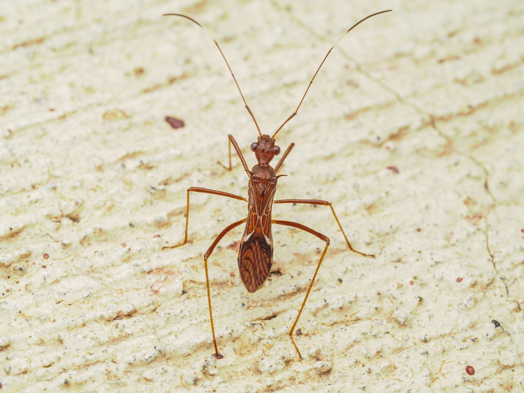 Trachelium alboapicatum
