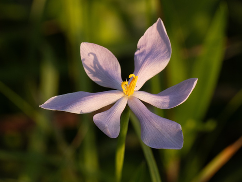 Nemastylis nuttallii Pickering ex R.C.Foster