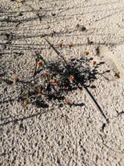 Helichrysum cochleariforme