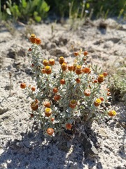 Helichrysum cochleariforme