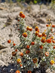 Helichrysum cochleariforme