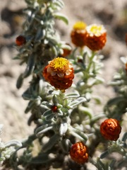 Helichrysum cochleariforme