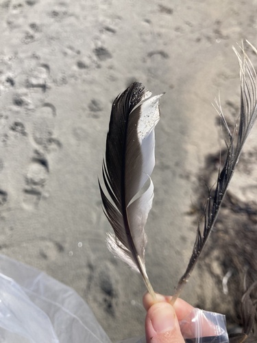Plume de Macreuse brune