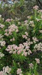 Cassinia aculeata aculeata