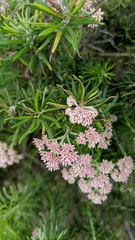 Cassinia aculeata aculeata