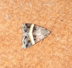 Lepidoptera