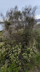 Cassinia aculeata aculeata