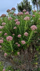 Cassinia aculeata aculeata