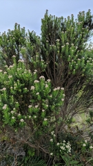 Cassinia aculeata aculeata