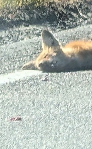 iNaturalist observation 2025-08-12
