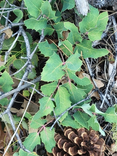 Mahonia repens