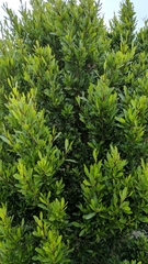 Dodonaea viscosa spatulata