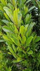 Dodonaea viscosa spatulata