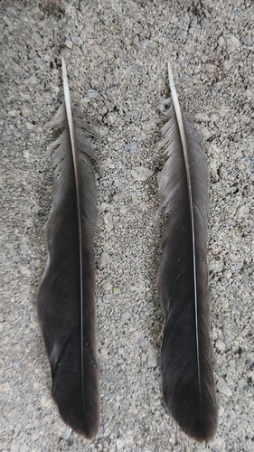 Plume de Merle d'Amérique