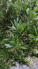 Dodonaea viscosa spatulata