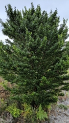 Dodonaea viscosa spatulata