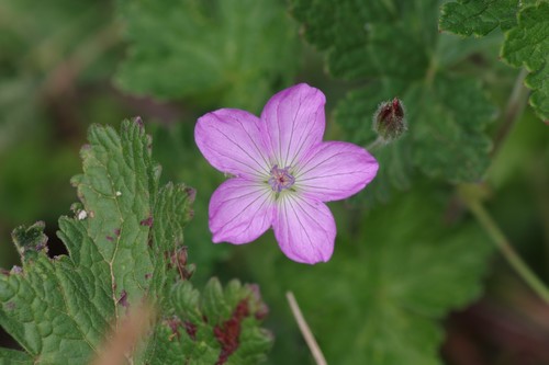 Amatole Cranesbill (Geranium amatolicum)