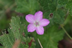 Geranium amatolicum