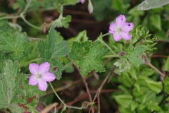 Geranium amatolicum