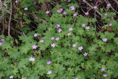 Geranium amatolicum