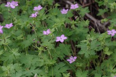 Geranium amatolicum