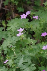 Geranium amatolicum