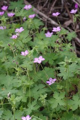 Geranium amatolicum