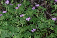 Geranium amatolicum