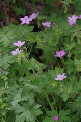Geranium amatolicum