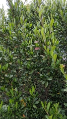 Dodonaea viscosa spatulata