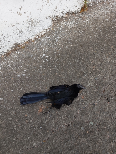 Smooth-billed Ani