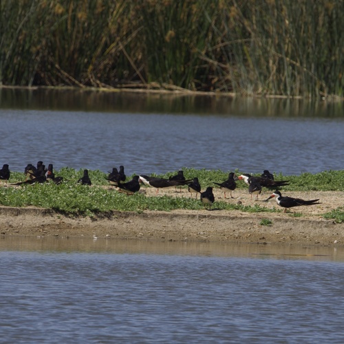 iNaturalist observation photo of Black Skimmer
