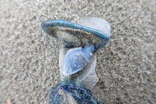 photo of Buoy Barnacle (Dosima fascicularis)