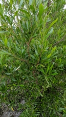 Dodonaea viscosa spatulata