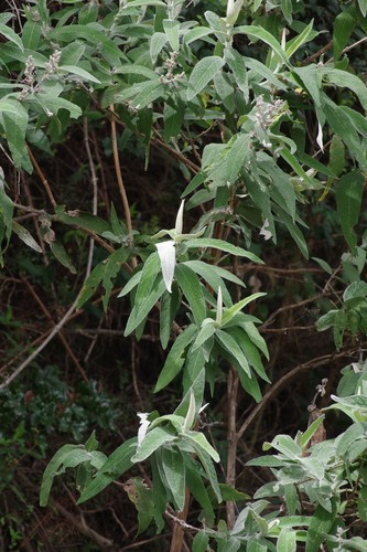 Sagewood