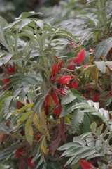 Melianthus