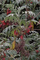 Melianthus