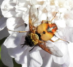 Dejeania bombylans