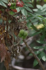 Melianthus