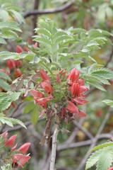 Melianthus