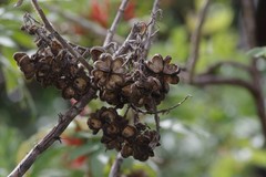 Melianthus
